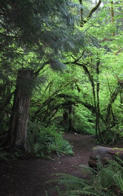 Intro to Frontcountry Trail Running - Northwest Timber Trail