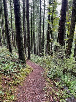 Intro to Frontcountry Trail Running - Tiger Mountain Lowlands