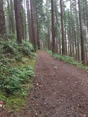 Intro to Frontcountry Trail Running - Tiger Mountain Lowlands