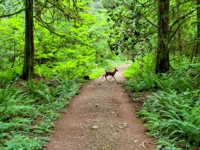Intro to Trail Running: Frontcountry - Trail and Group Etiquette - Redmond Watershed Preserve