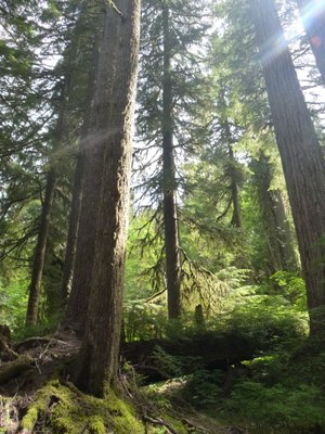 Introduction to Trail Running: Frontcountry - 2022