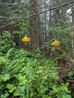 Trail Running Weekend - Baker Lodge