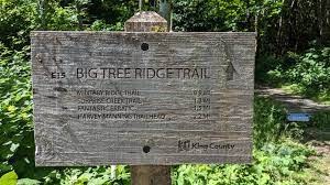 December Winter Conditioning Runs: 4-6 miles - Cougar Mountain: Big Tree Ridge