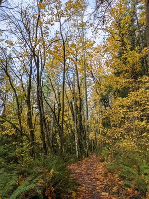 Morning: January Winter Conditioning Runs: 5-7 miles - Cougar Mountain: Sky Country Trailhead