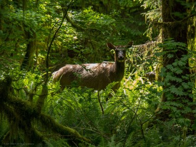 Backpacking Building Blocks Student-Only Backpack - Bogachiel River Trail