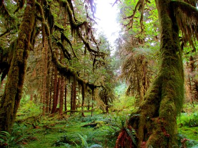 Backpacking Building Blocks Student-Only Backpack - Hoh River to Olympus Ranger Station