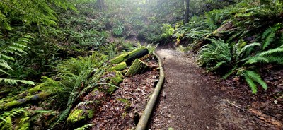 April GoHike Urban Walk:   2.5 - 5 miles, 250 - 1,000 feet gain - Weowna Park