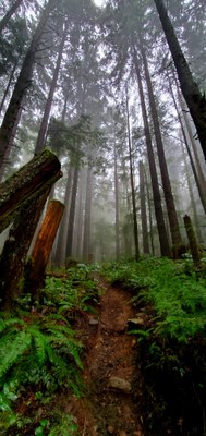 August Hikes: 4 miles to 7 miles, 600 to 2,000 feet gain - Teneriffe (Kamikaze) Falls