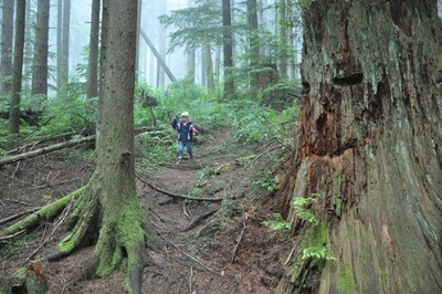 August Hikes: 4 miles to 7 miles, 600 to 2,000 feet gain - Around South Tiger Mountain
