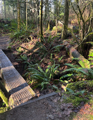 March GoHike  Pacing Hike: 2 to 4 miles, 0 to 750 feet of elevation gain - Licorice Fern Trail & Far Country Falls