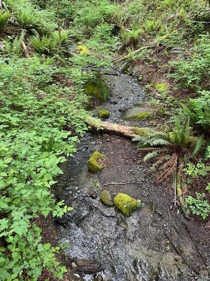 March  GoHike Pacing Urban Walk:  2 - 4 miles, 0 - 750 feet gain - Dash Point State Park