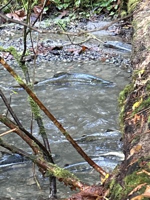 March  GoHike Pacing Urban Walk:  2 - 4 miles, 0 - 750 feet gain - Carkeek Park