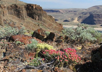 May Hikes: 3 to 5.5 miles, 300 to 1,250 feet gain - Ginkgo Petrified Forest
