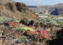 May Hikes: 3 to 5.5 miles, 300 to 1,250 feet gain - Ginkgo Petrified Forest