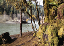 May Hikes: 3 to 5.5 miles, 300 to 1,250 feet gain - Lower South Fork Skokomish River