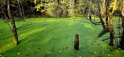GoHike - Alumni Urban Walk - Hamlin Park