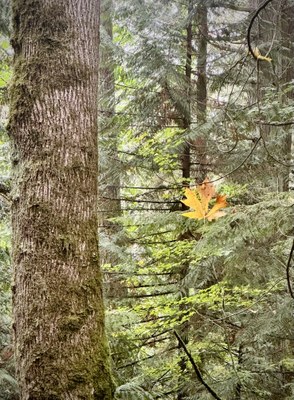 GoHike - Alumni Urban Walk - Interurban Trail (Bellingham)