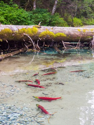 Salmon Safari- Girl Scout Troop