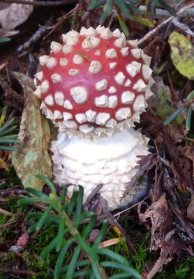 Mushroom Weekend at Meany Lodge Sat 10/12- Sun 10/13/2019