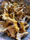 Meany Lodge Mushroom Weekend - Fri 10/11- Sun 10/13/2024