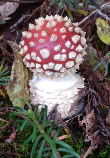 Aminita Muscaria mushroom