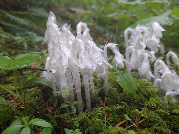 White mushroom cluster growing out of green moss