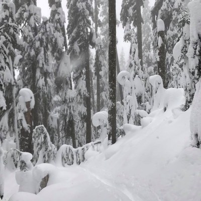 AIARE Avalanche Rescue + Level 2 Combined Course - Olympia - 2019