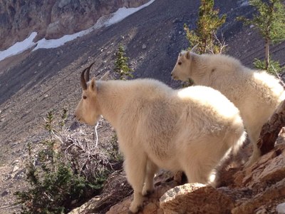 Mountain Goat Management in Olympics and North Cascades