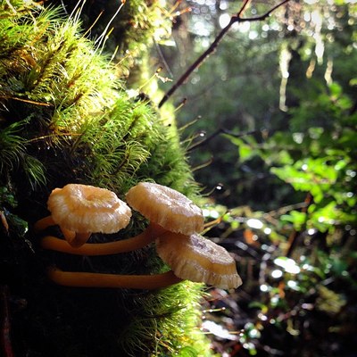 Mushrooms of the Pacific Northwest - Field Trip