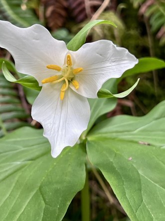 Olympia Naturalists Committee