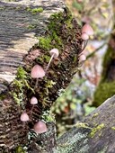 Olympia Naturalists Committee