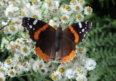 The Amazing Butterflies & Moths of the Pacific NW - The Olympia Center