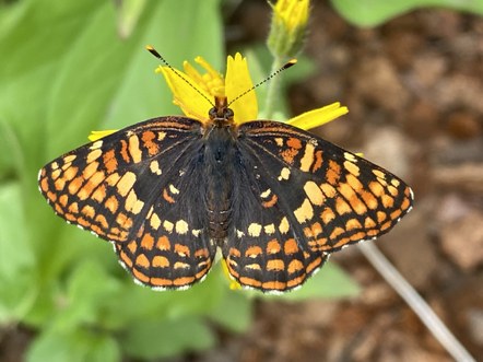 Olympia Naturalist Committee Meeting