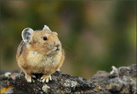 Pika Monitoring Training