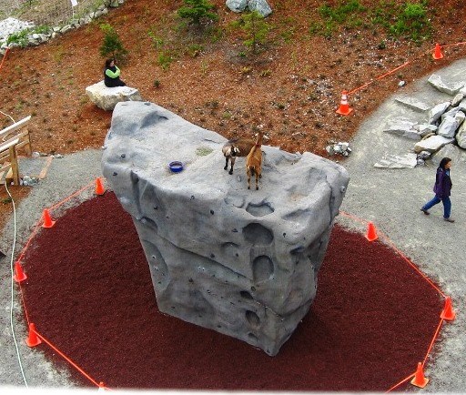 Goats on the boulder