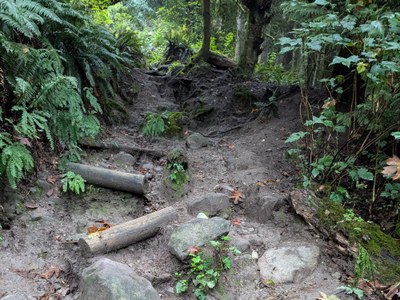 Climbing Conditioner - West Tiger Mountain No. 3 Cable Line