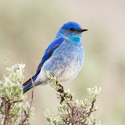 CHS 1 Hike - Robinson & Ainsley Canyons