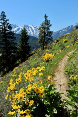 CHS 1 Hike - Sauer's Mountain