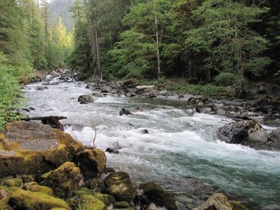 CHS 2 Hike - North Fork Skokomish River to Big Log Camp