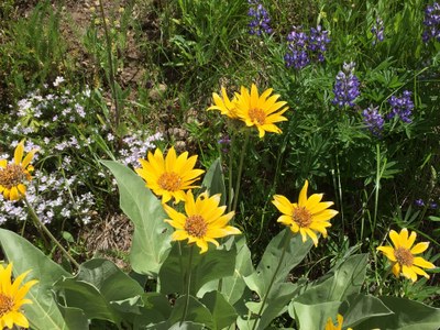 CHS 2 Hike - Teanaway Butte