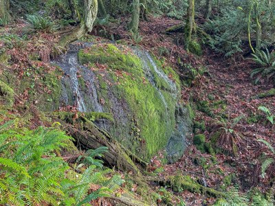 CHS 2 Hike - Wilderness Peak Loop