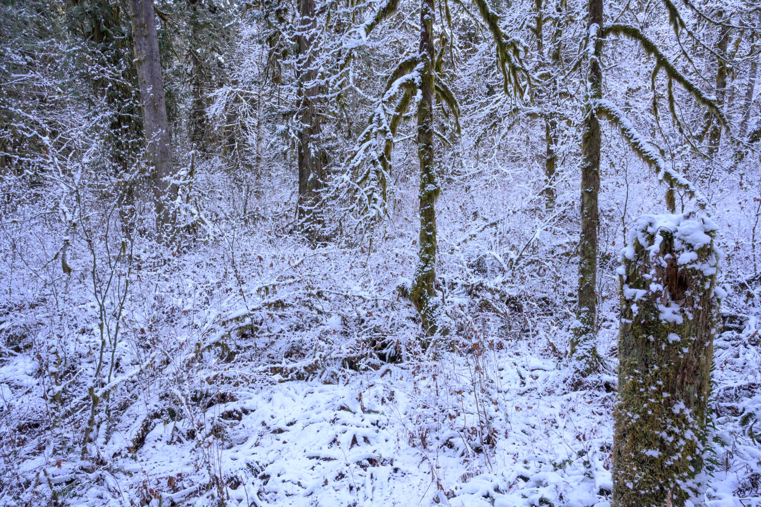 Late Afternoon light-Old Sauk Trail-Mt. Baker-Snoqualmie NF-7746.jpg