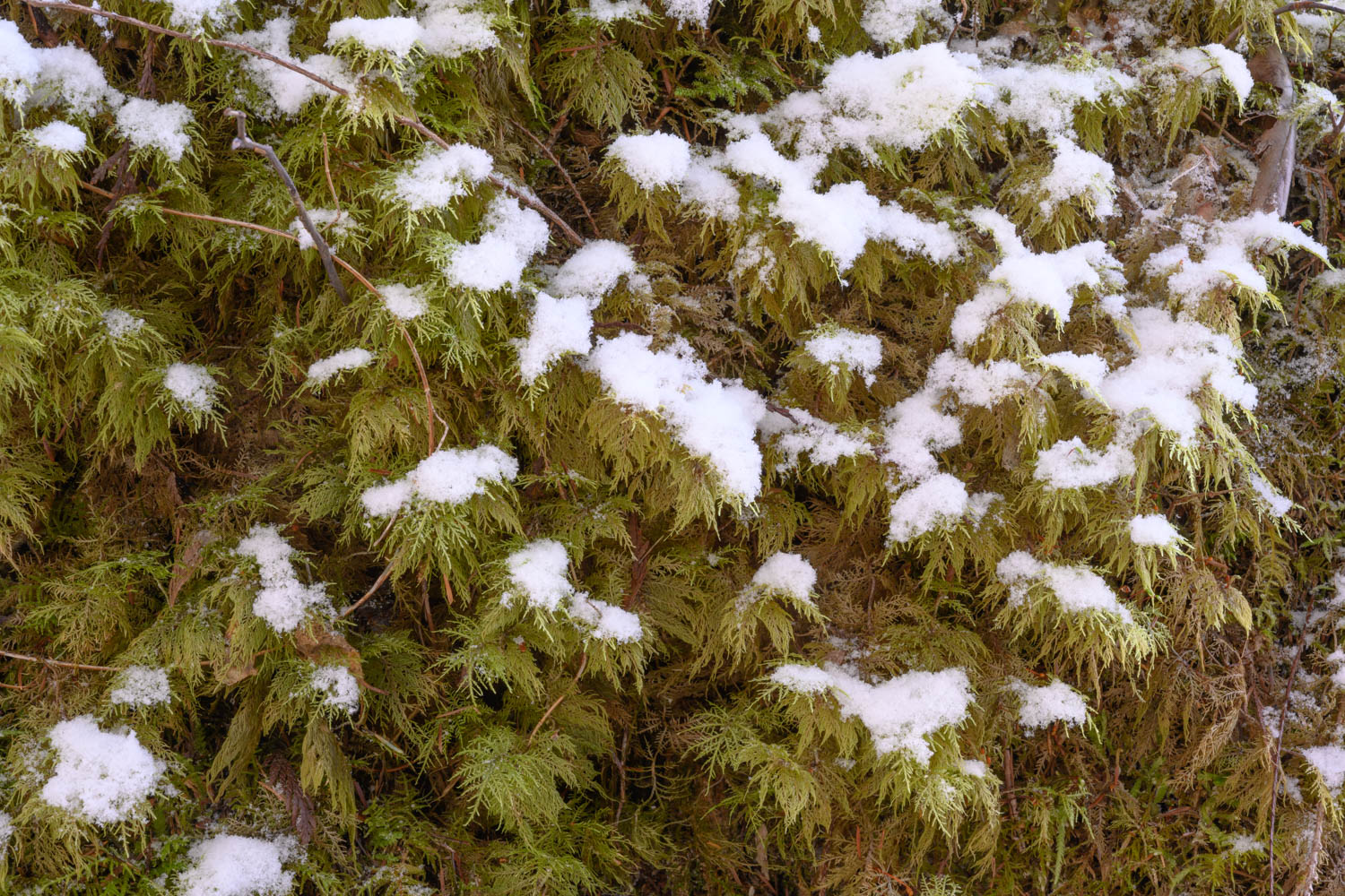 Stair-step moss-Old Sauk Trail-Mt. Baker-Snoqualmie NF-7677.jpg