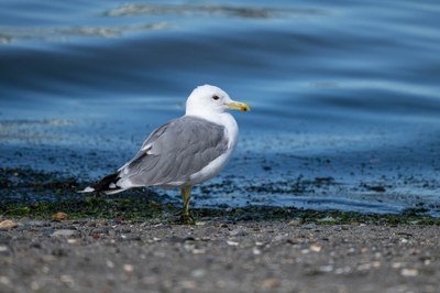 Bird Field Trip - Edmonds Marsh