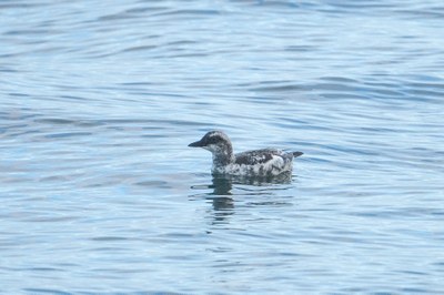 Bird Field Trip - Edmonds Marsh