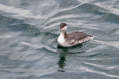 Bird Field Trip - Edmonds Marsh