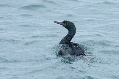 Bird Field Trip - Port Angeles & North Olympic Coast