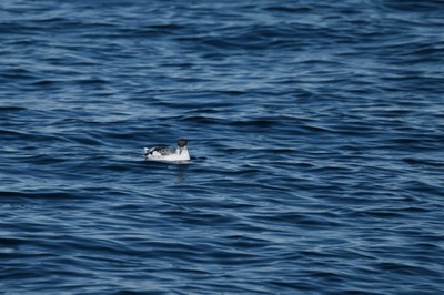 Bird Field Trip - Port Angeles & North Olympic Coast