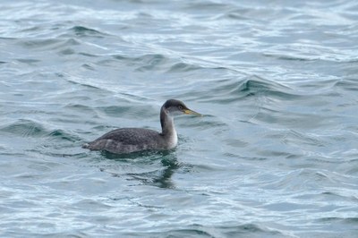 Bird Field Trip - Port Angeles & North Olympic Coast