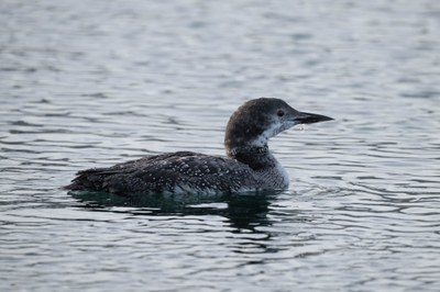 Bird Field Trip - Semiahmoo Bay
